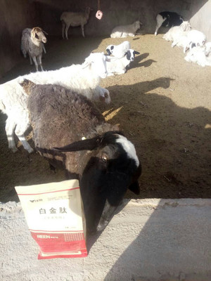 拜特威牛羊催肥王 科學增重，廠家直銷，助您養殖效益倍增